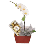 orquidea_2-removebg-preview