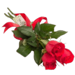 rosas_1-removebg-preview