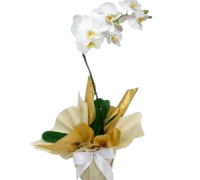 orquidea_1-removebg-preview