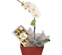 orquidea_2-removebg-preview